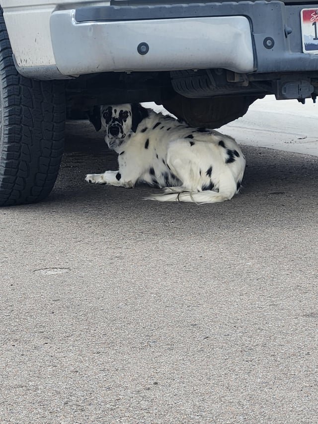 lost dog in Nampa, Idaho