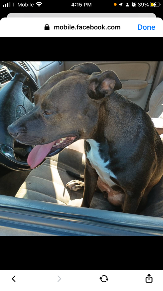 Lost Dog in Sacramento, California — listing photo