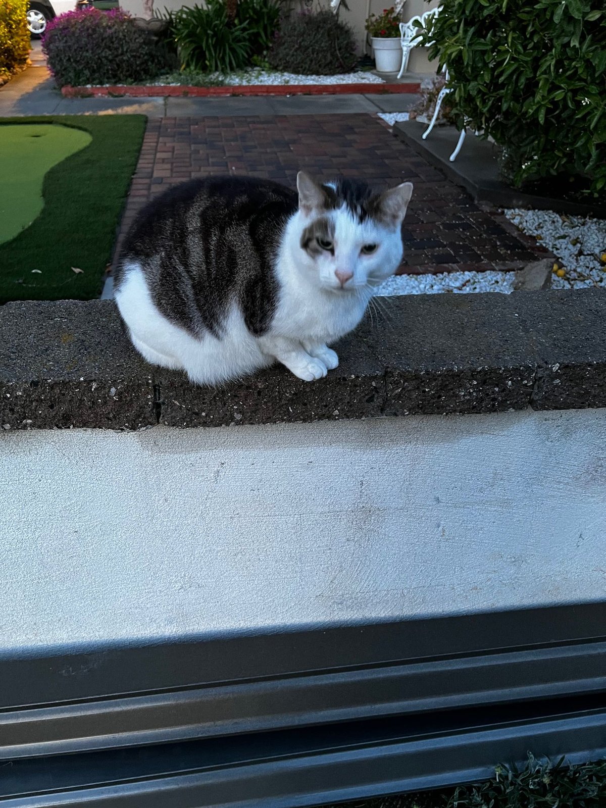 Lost Cat in Salinas, California — listing photo