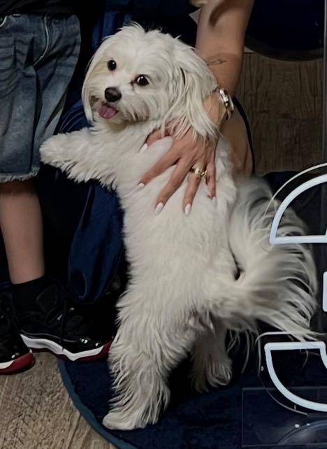 Lost Dog in Henderson, Nevada — listing photo