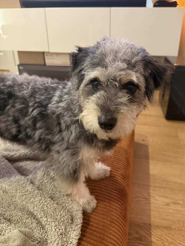 Found Dog in Austin, Texas — listing photo