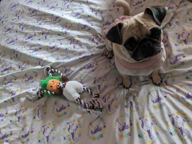 Lost Dog in Los Angeles, California — listing photo