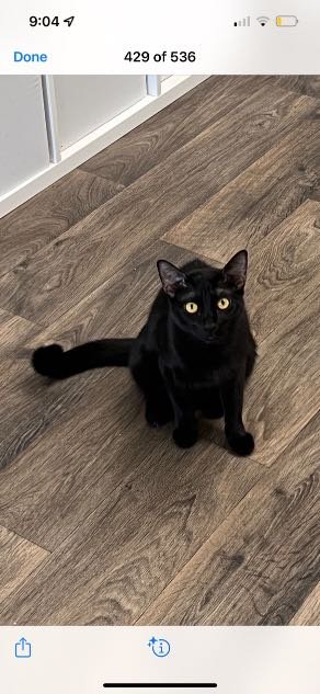 Lost Cat in Phoenix, Arizona — listing photo
