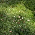 Found Dog in San Jose, California — Poisoned dog treats dumped at Berryessa Creek Park