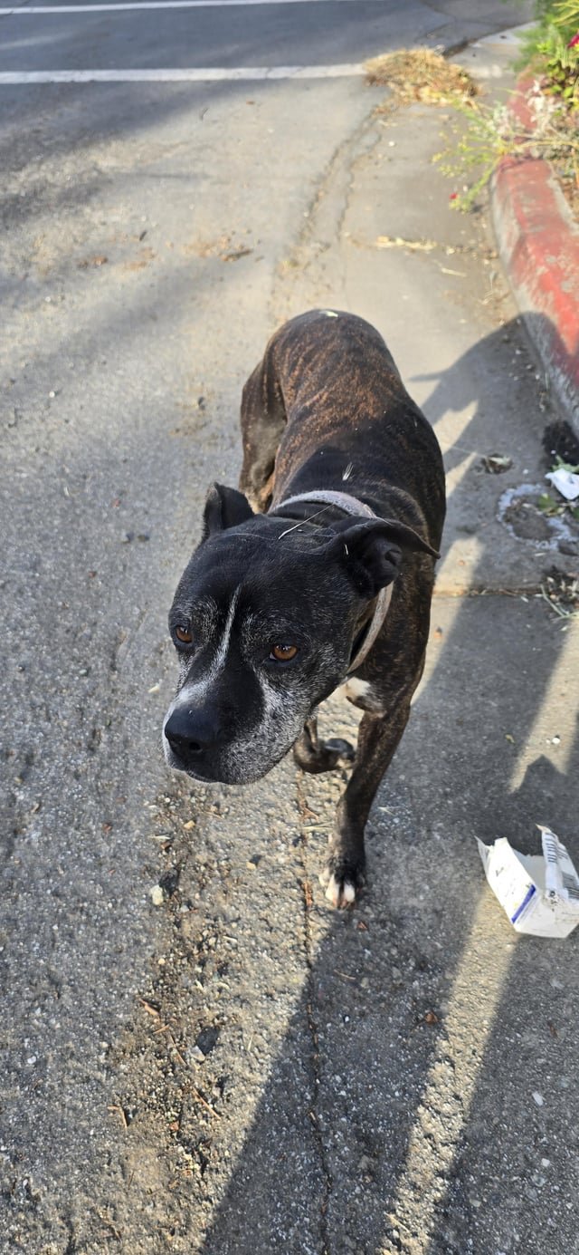 Found Dog in San Jose, California — listing photo