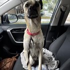 Lost Dog in San Antonio, Texas — listing photo