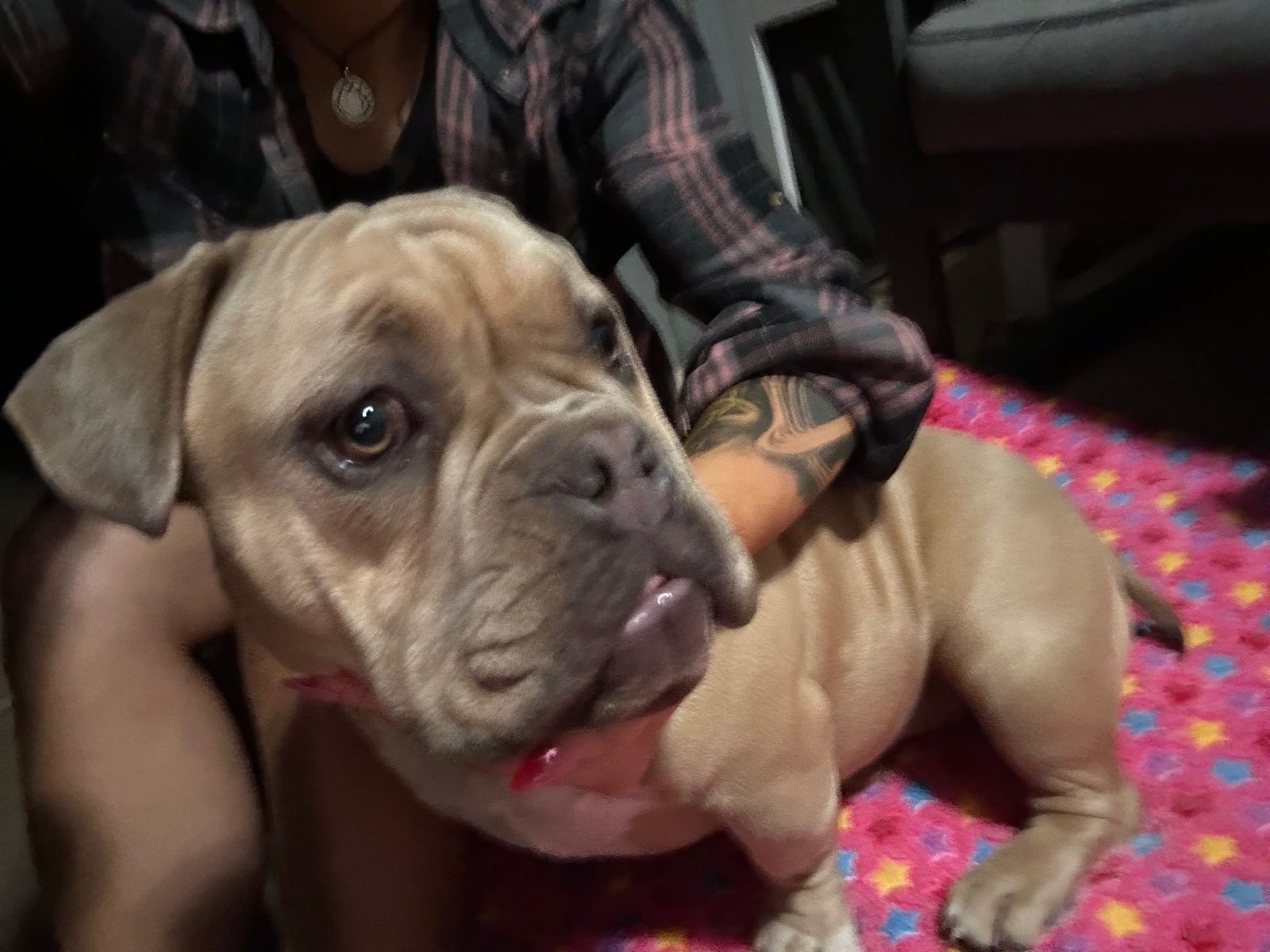 Found Dog in Yukon — listing photo
