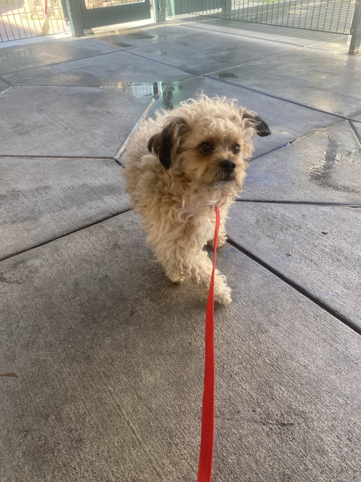 Lost Dog in San Jose, California — listing photo