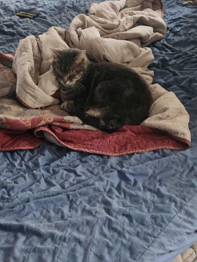 lost cat in Wichita, Kansas