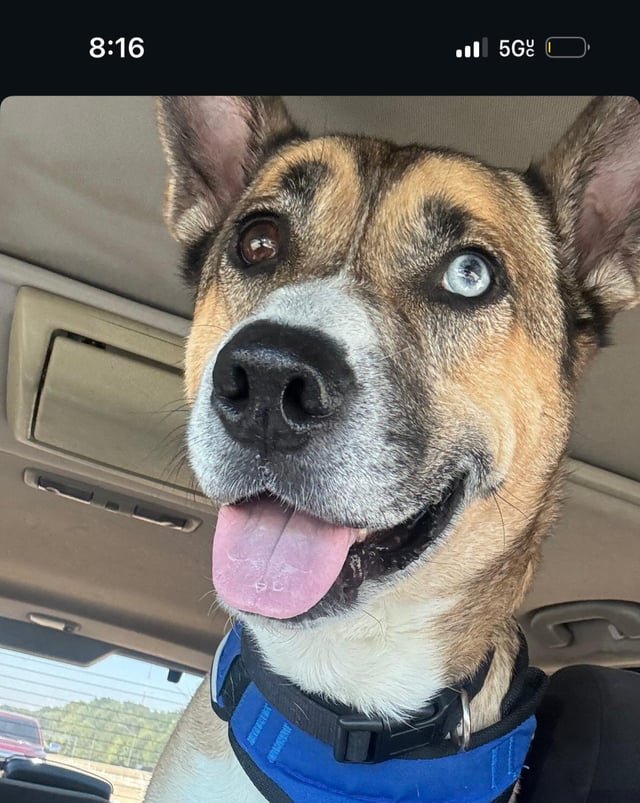 Lost Dog in Memphis, Tennessee — Help me find my dog!!