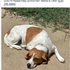 Lost Pet in Omaha, Nebraska — listing photo