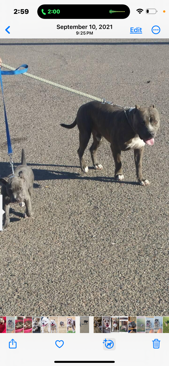 Lost Dog in Avondale, Arizona — listing photo