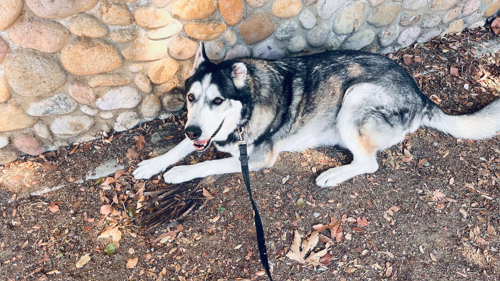 Lost Dog in Long Beach, California — listing photo