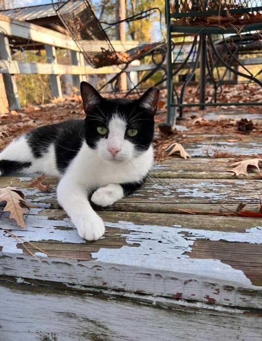 Lost Cat in TX 77388 — listing photo