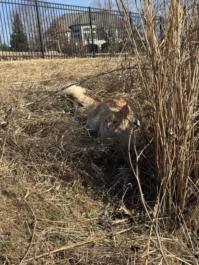 Found Pet in Omaha, Nebraska — Cat found