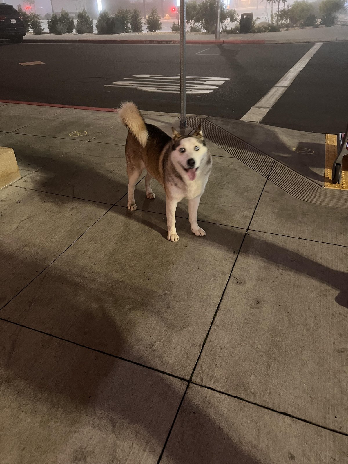 Lost Dog in Fresno, California — listing photo