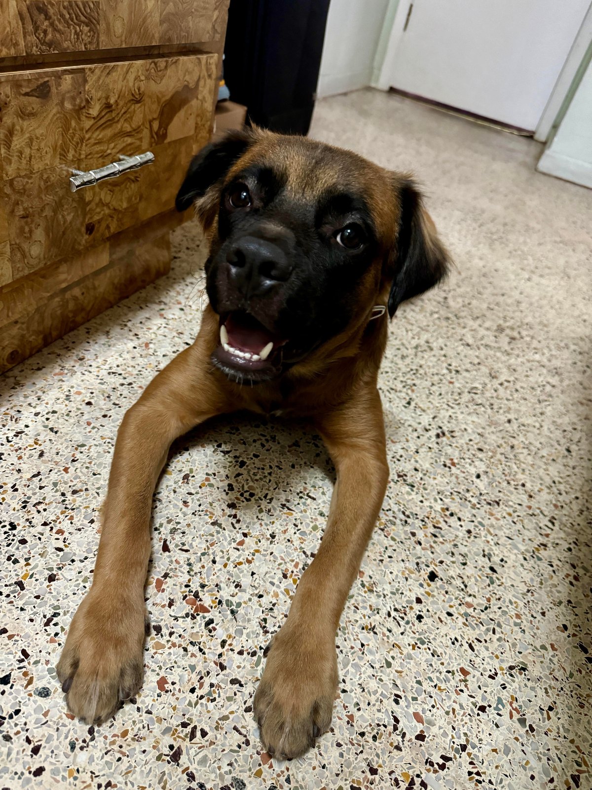 found pet in Miami, Florida