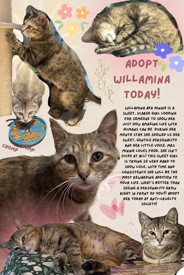 Found Cat in Chicago, Illinois — Meet Willamina!