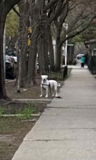 lost dog in Chicago, Illinois