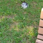 Lost Pet in K — listing photo