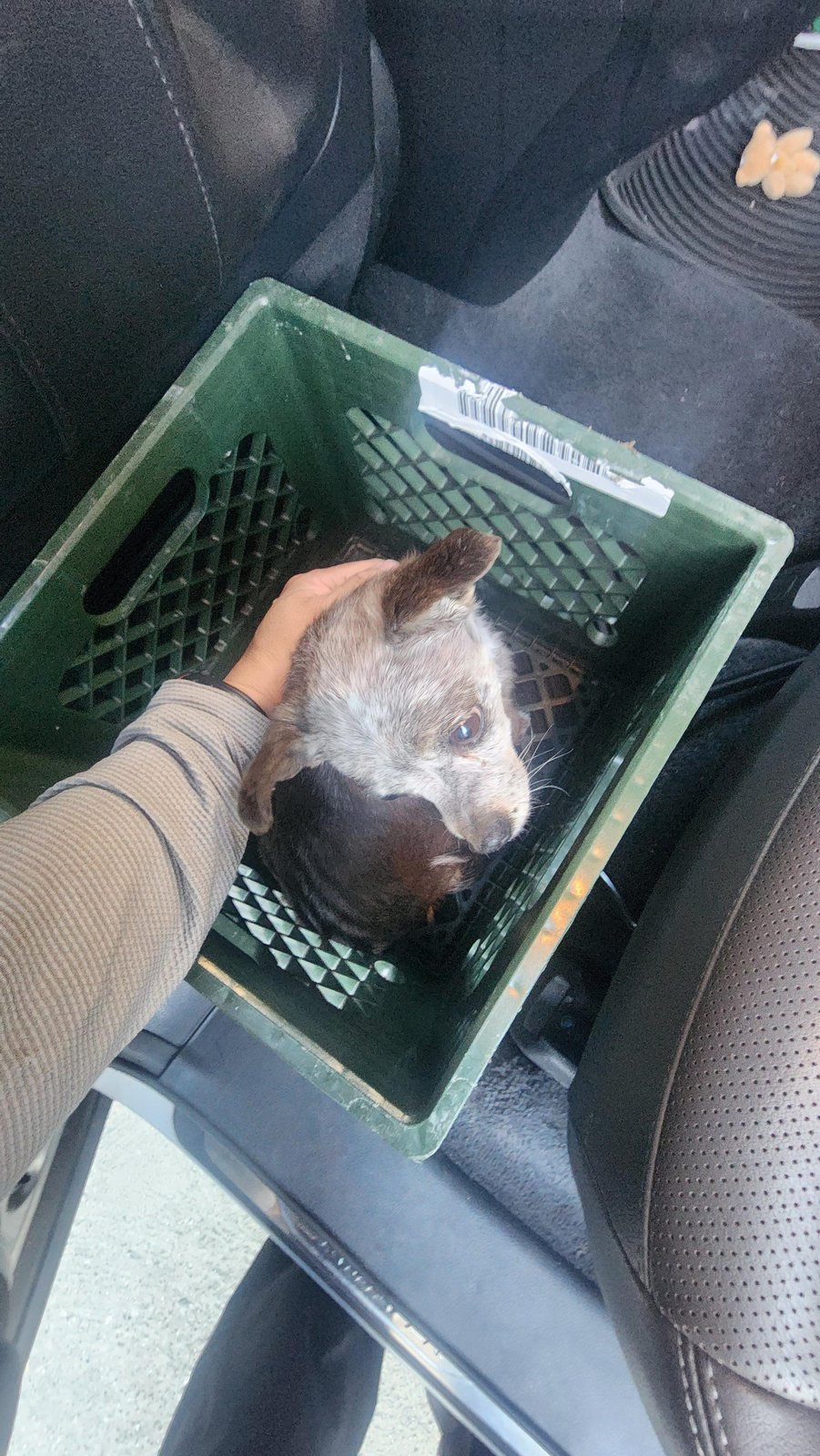 Found Dog in Glendale, Arizona — listing photo
