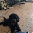Lost Dog in Plano, Texas — listing photo