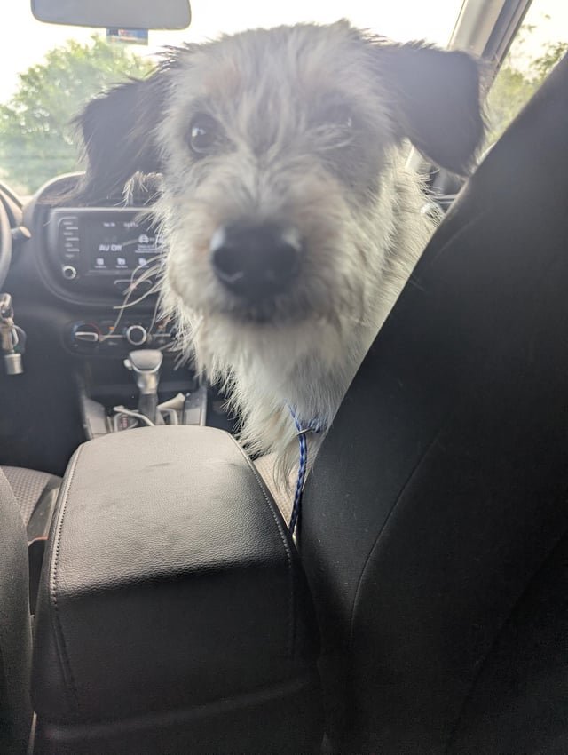 found dog in Dallas, Texas