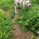 found dog in Portland, Oregon