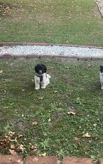 Lost Dog in Jacksonville, North Carolina — listing photo