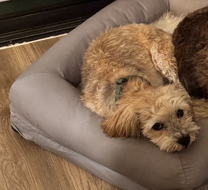 Lost Dog in Phoenix, Arizona — listing photo