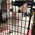 Found Cat in Philadelphia, Pennsylvania — Foster needed for sweet cat!