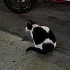 Lost Cat in Jackson, Mississippi — Cat wandering in Japantown