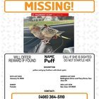 Lost Pet in K — listing photo
