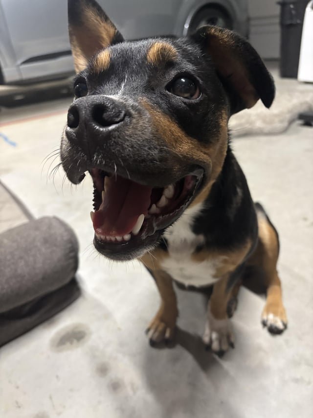Found Dog in Fort Worth, Texas — Update: FOUND DOG