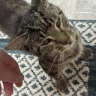 found cat in Dayton, Ohio