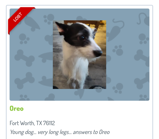 Lost Dog in Fort Worth, Texas — listing photo