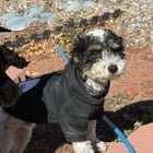 Lost Dog in Albuquerque, New Mexico — listing photo