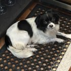 found dog in San Francisco, California