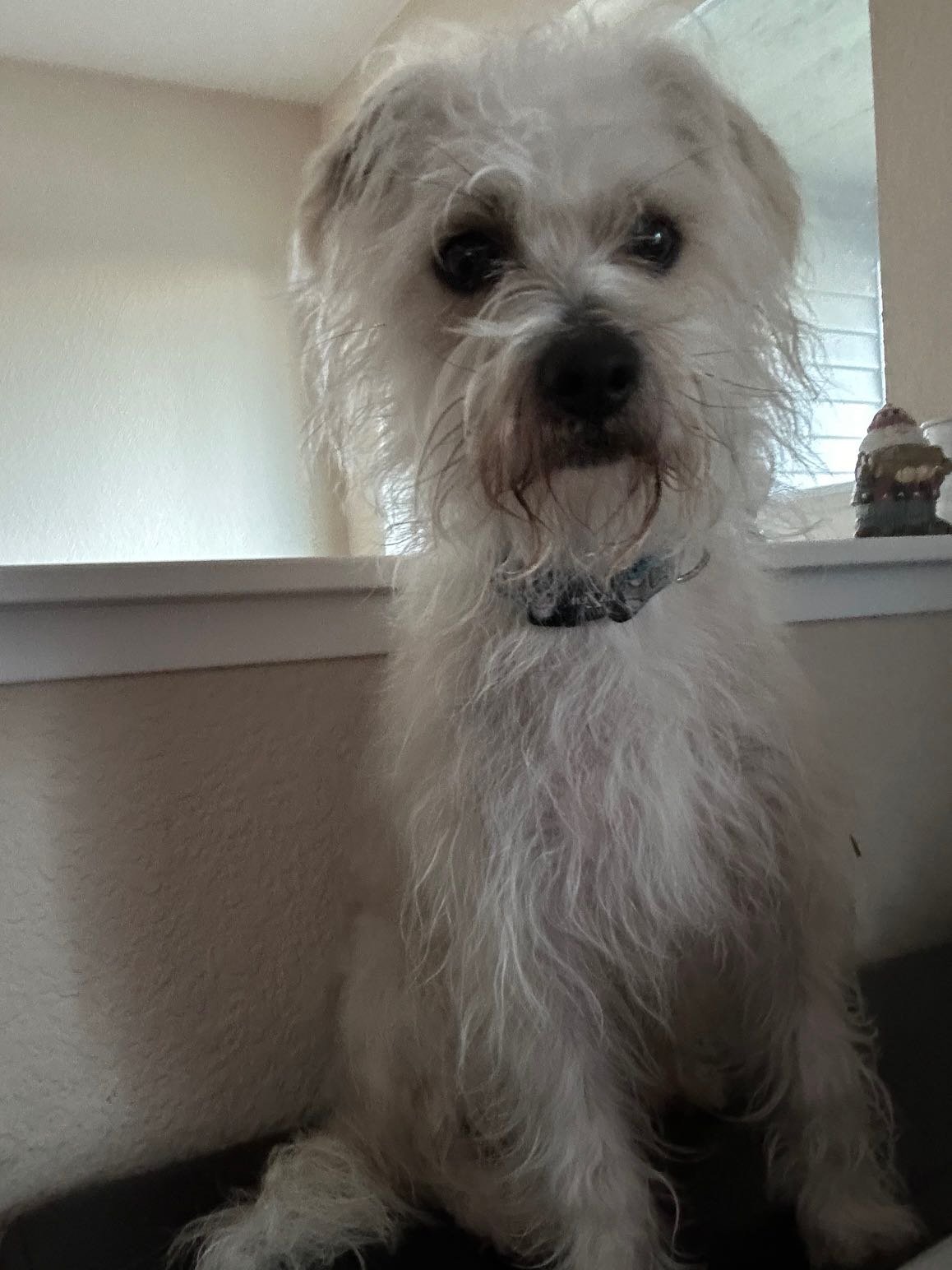 Found Dog in Puyallup, Washington — listing photo