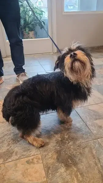 lost dog in New Orleans, Louisiana