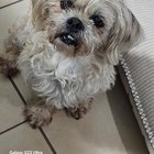 lost dog in Jacksonville, Florida