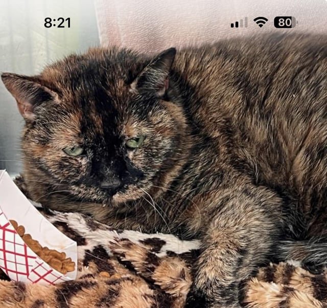 Found Cat in Boston, Massachusetts — calling all cat people