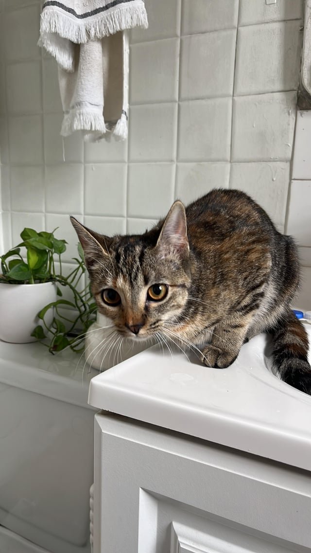 Found Pet in Chicago, Illinois — listing photo