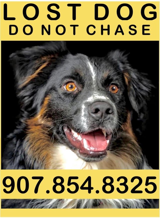 lost dog in Anchorage, Alaska
