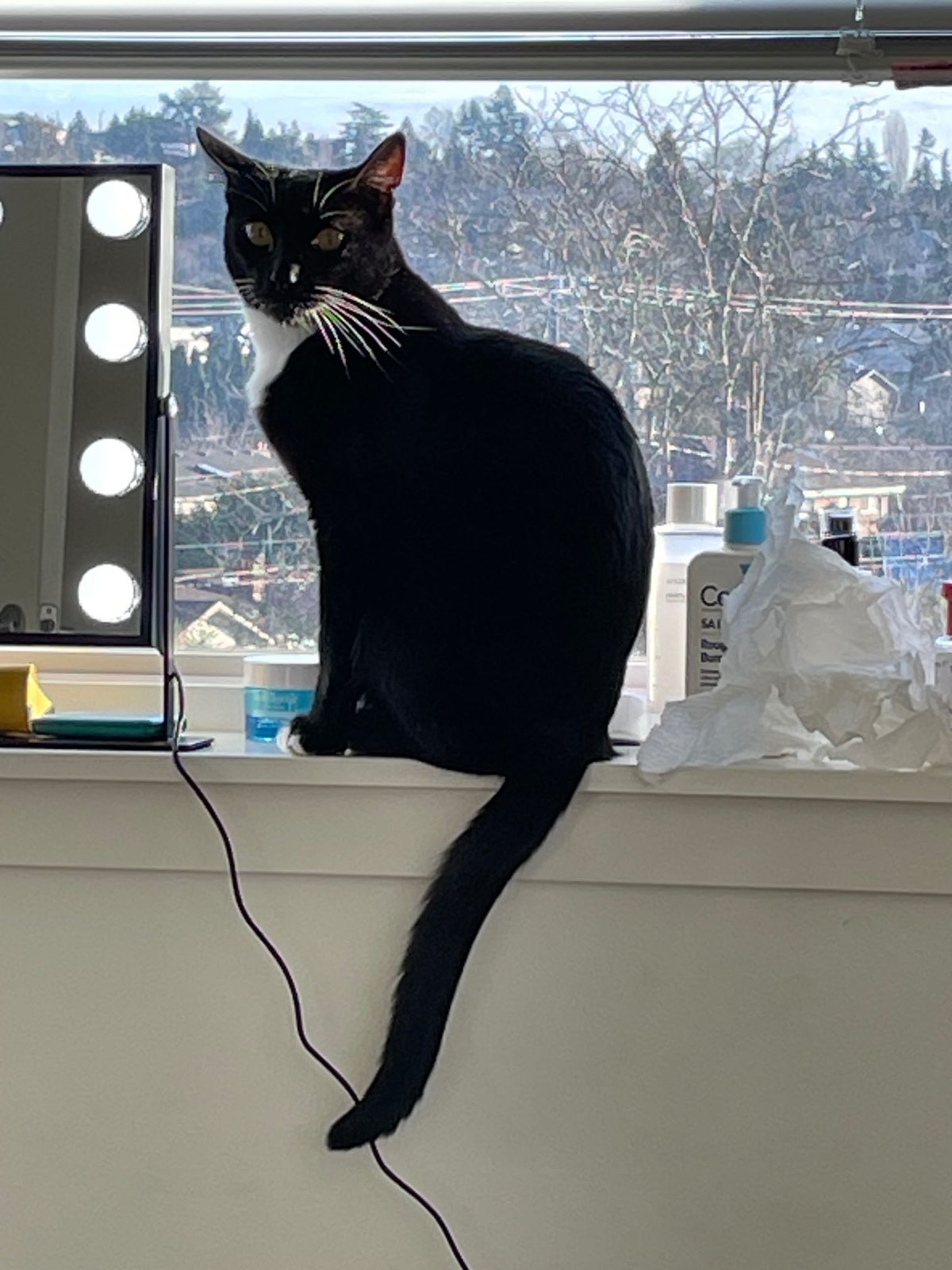 lost cat in Seattle, Washington