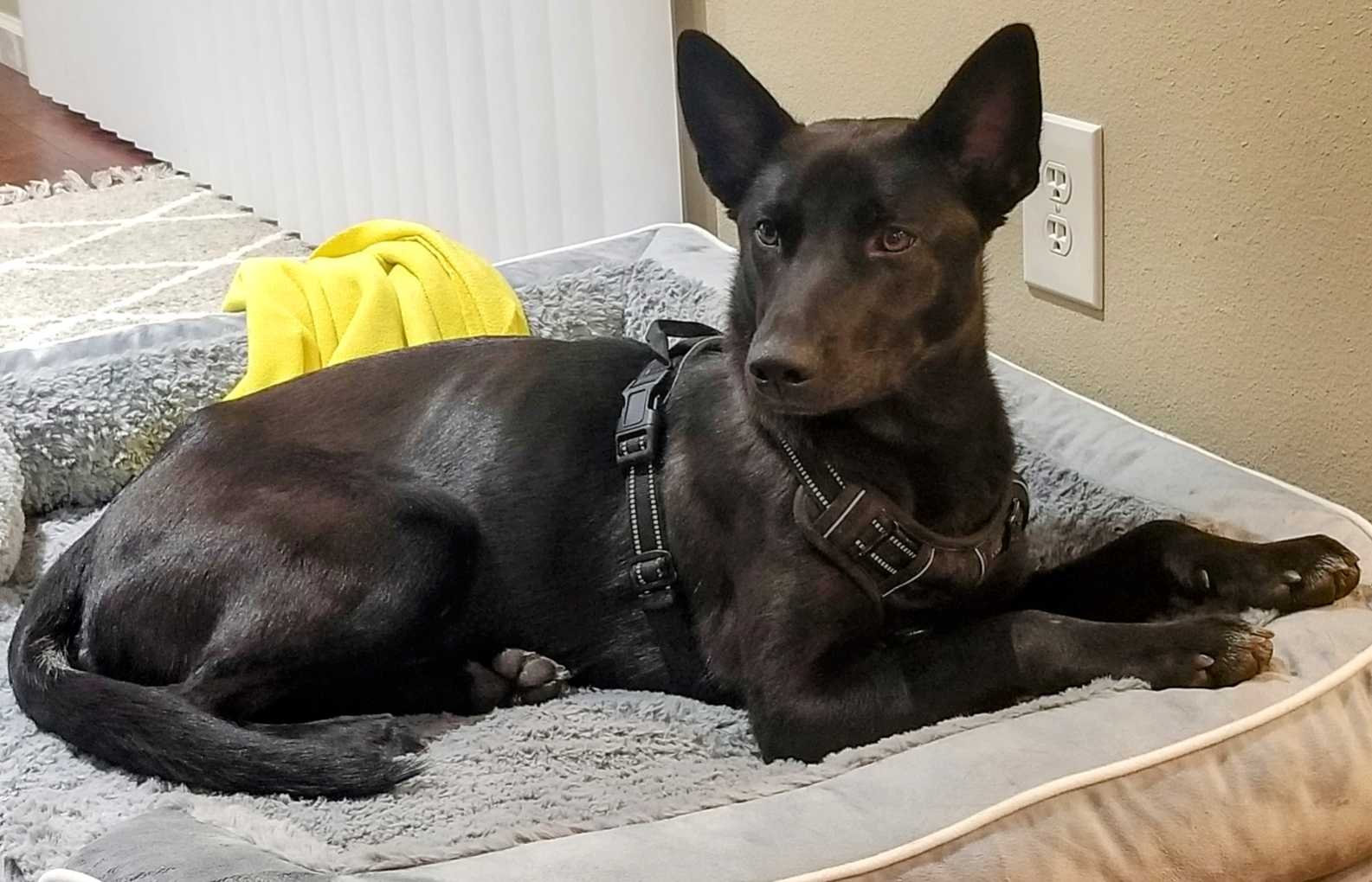 Lost Dog in Hayward, California — listing photo