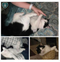 Lost Cat in Greenville, South Carolina — listing photo