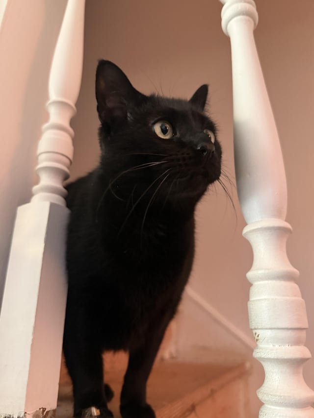 lost cat in Denver, Colorado