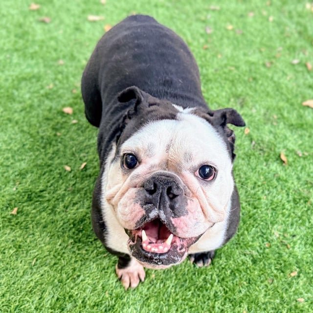 Found Dog in Oakland, California — Help Chata!