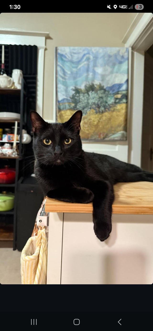 lost cat in San Francisco, California